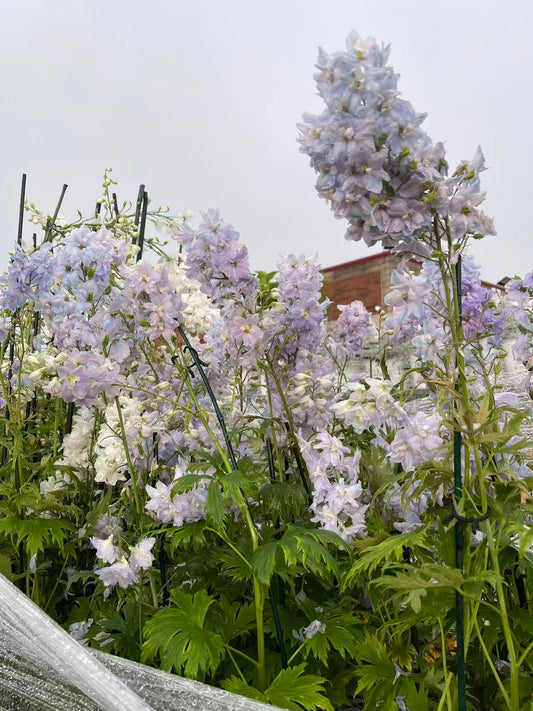 Delphinium 'Guardian Lavender'
