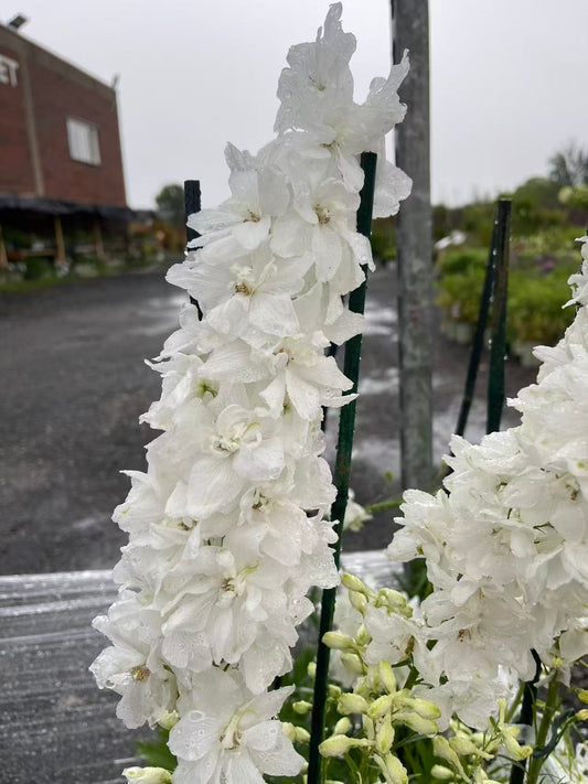 Delphinium 'Guardian White'