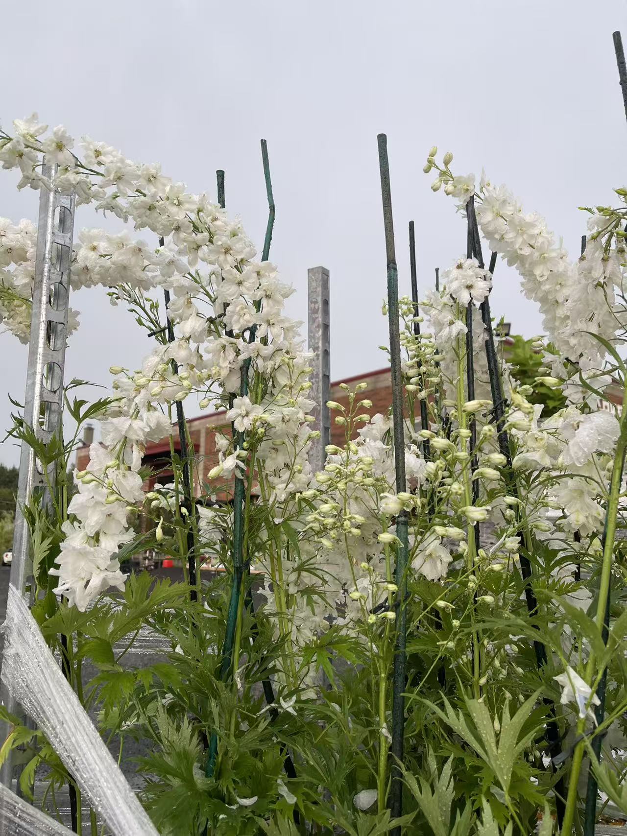 Delphinium 'Guardian White'