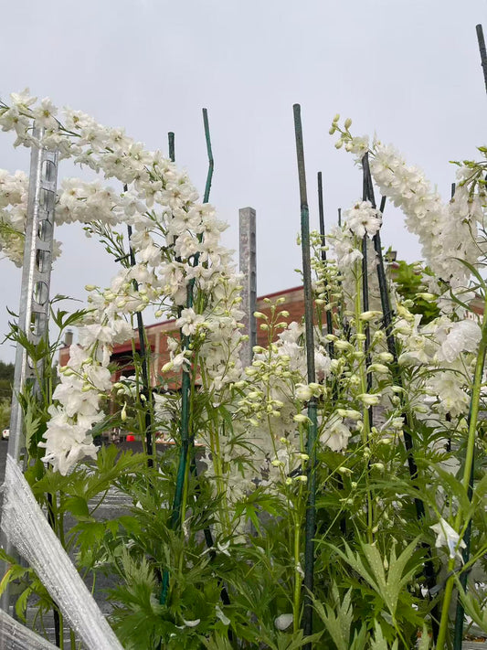 Delphinium 'Guardian White'