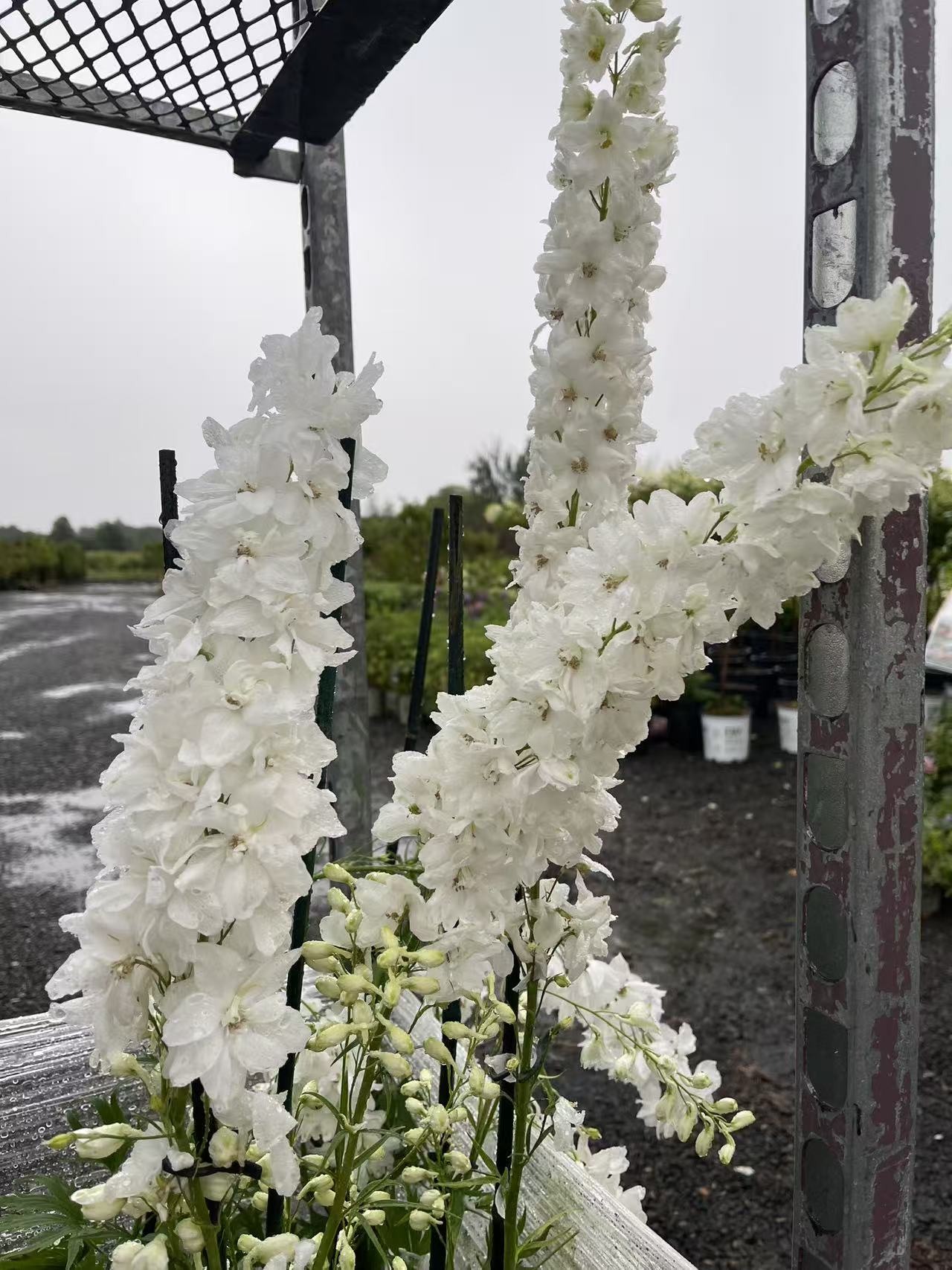 Delphinium 'Guardian White'