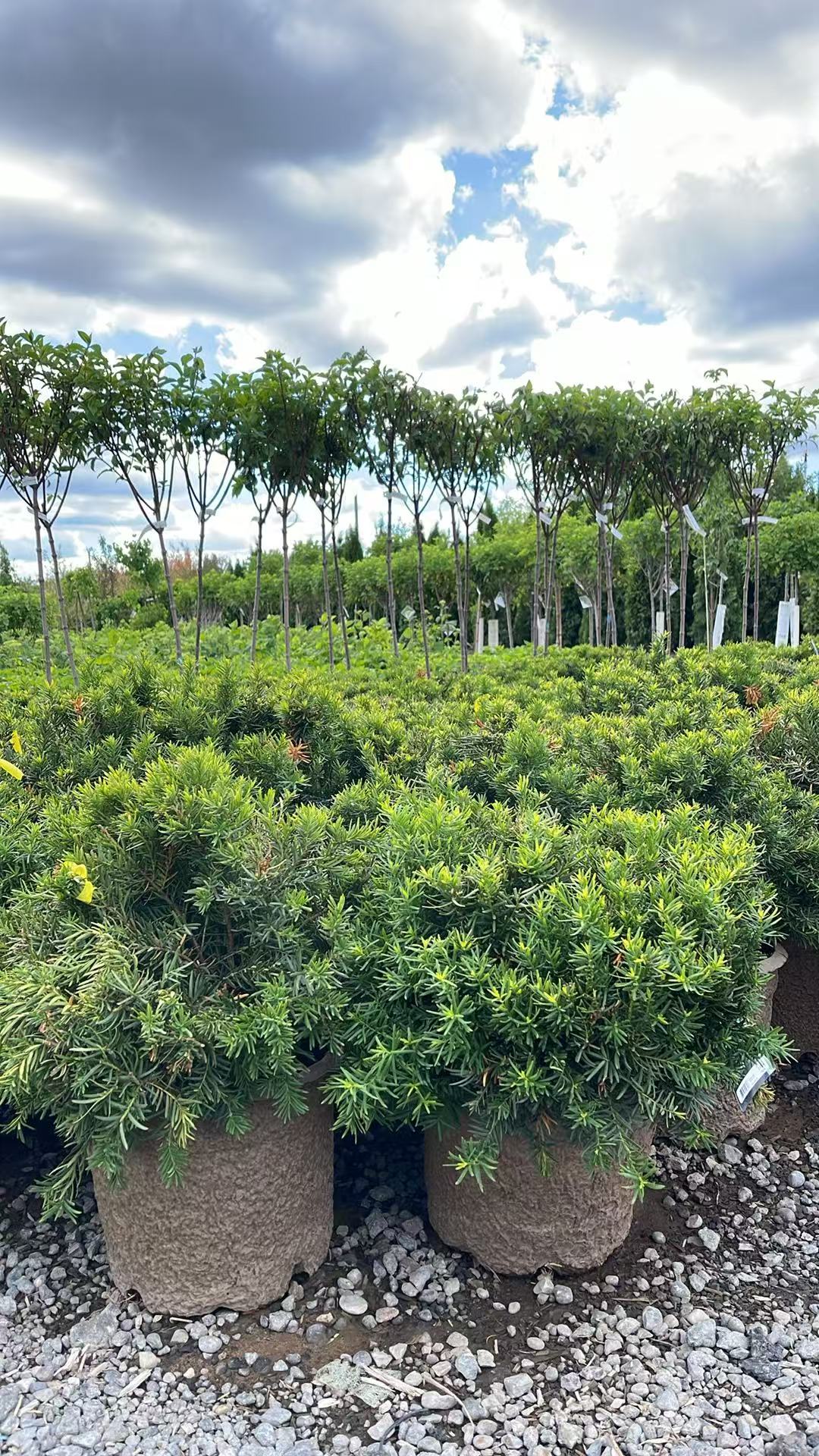 Dense Yew