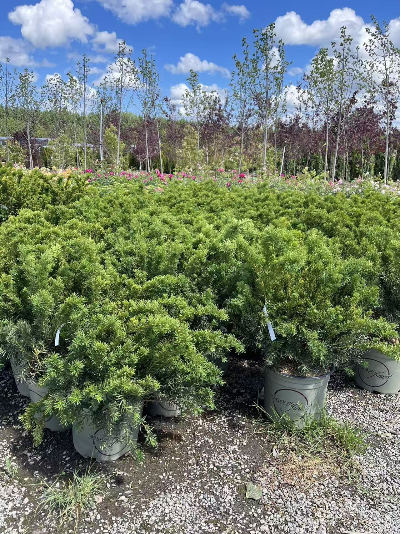 Dense Yew