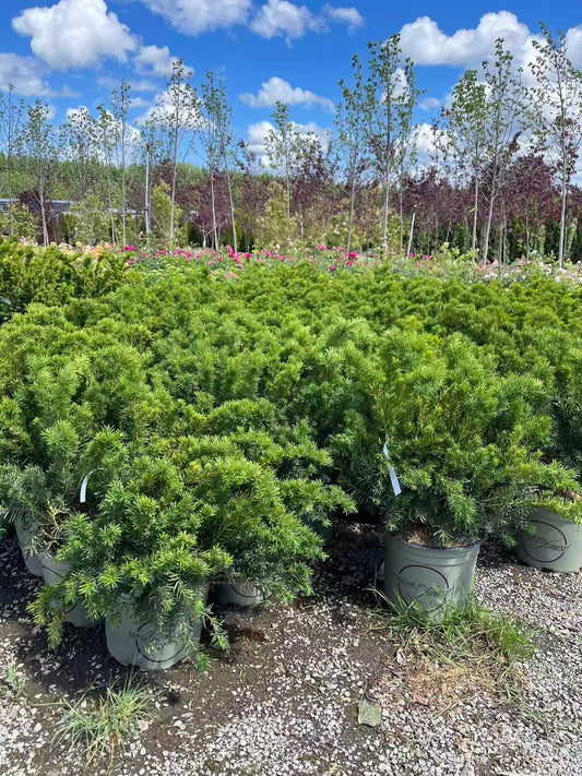 Dense Yew