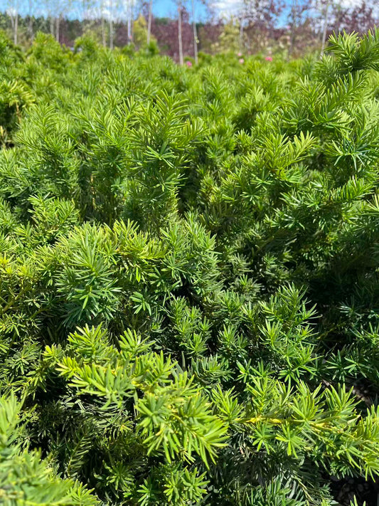 Dense Yew