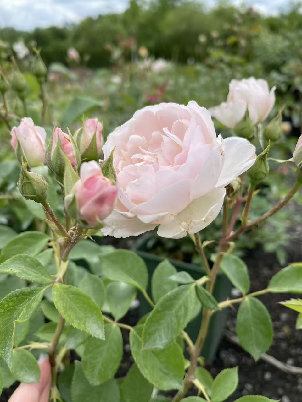 Rose Plants for Sale Toronto | David Austin, Climbing & Garden