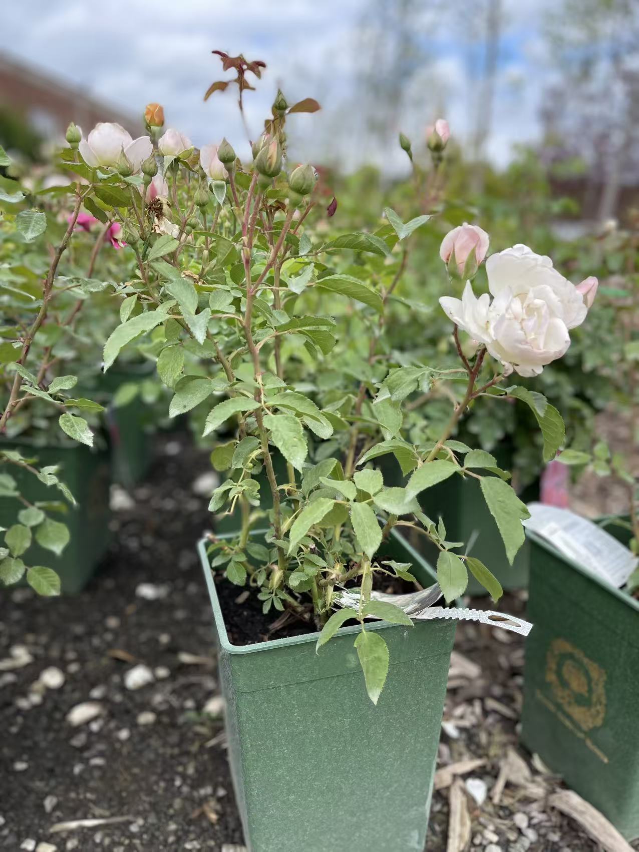 Desdemona™ David Austin Rose