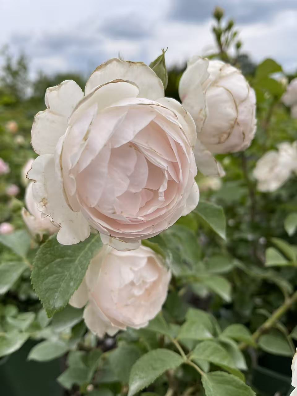 Rose Plants for Sale Toronto | David Austin, Climbing & Garden