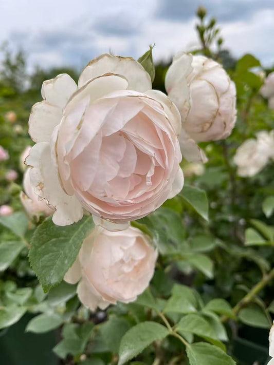 Desdemona™ David Austin Rose
