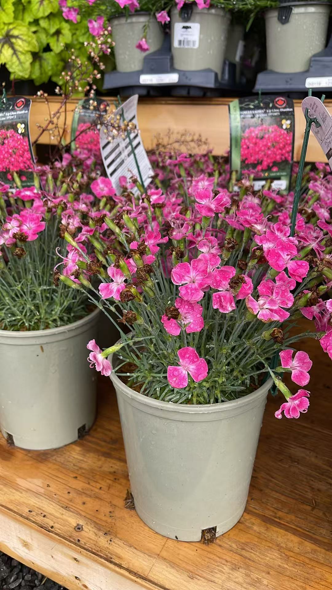 Dianthus 'Lip Gloss'