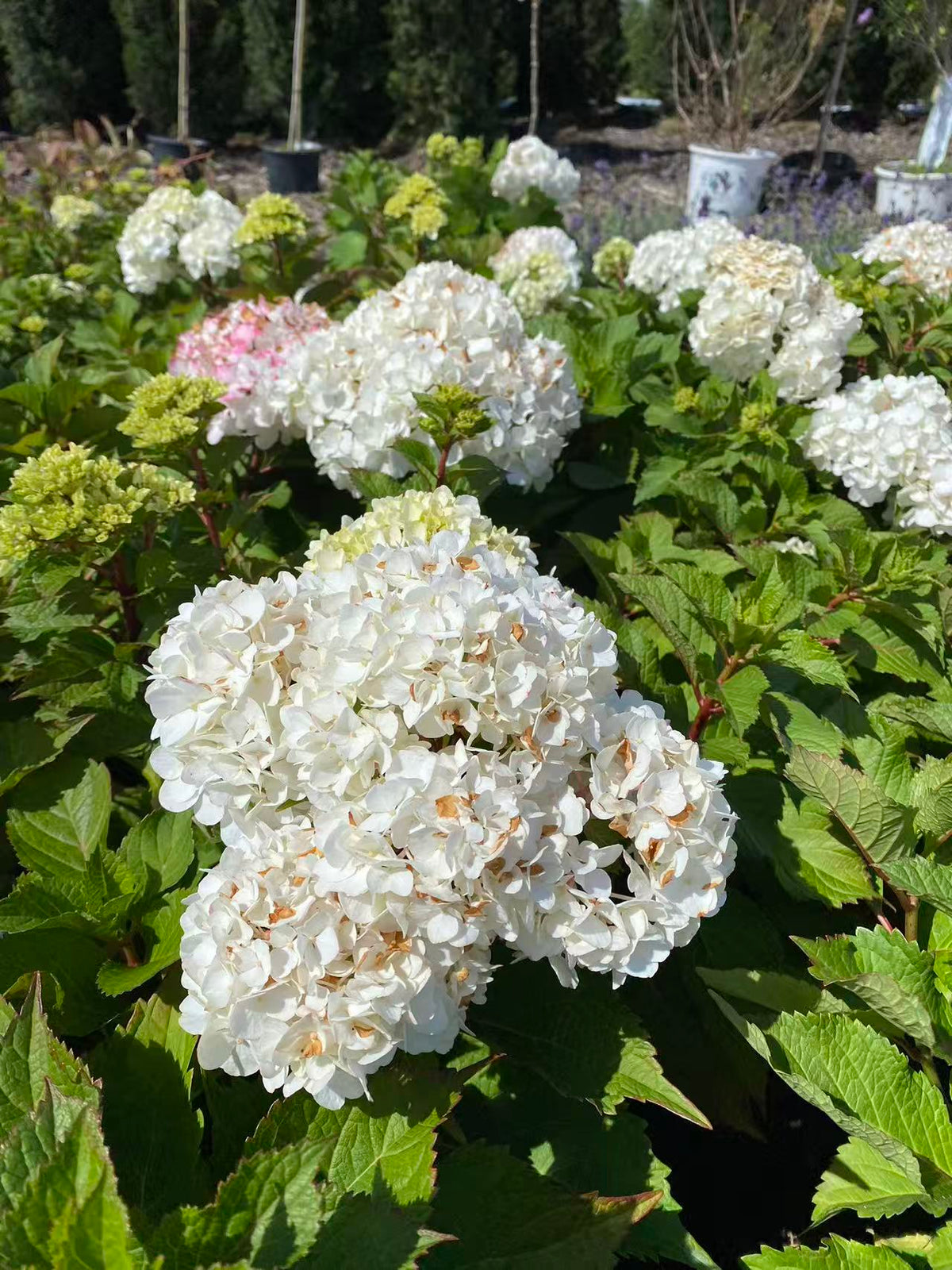 Hydrangea Endless Summer 'Dream Cloud'
