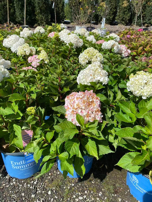 Hydrangea Endless Summer 'Dream Cloud'