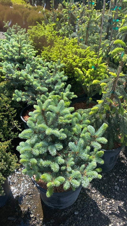 Dwarf Blue Spruce
