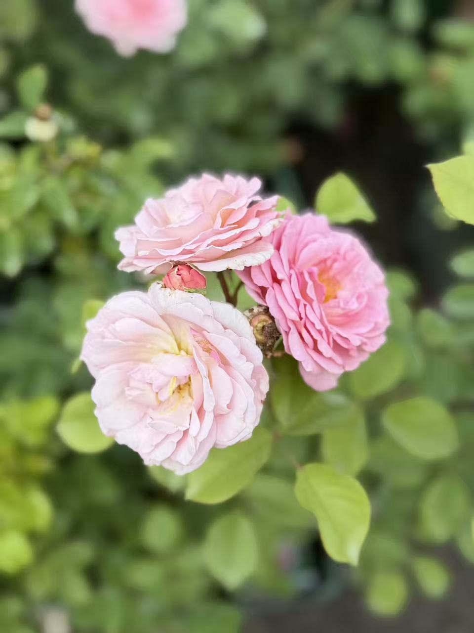 James Galway David Austin English Climbing Rose
