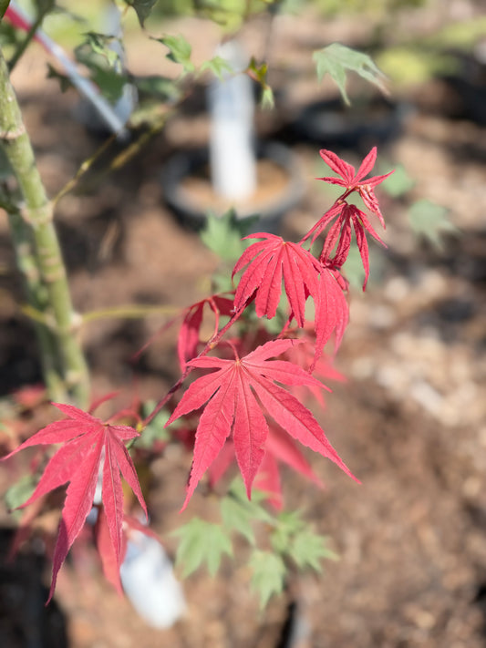 Acer shirasawanum Red dawn