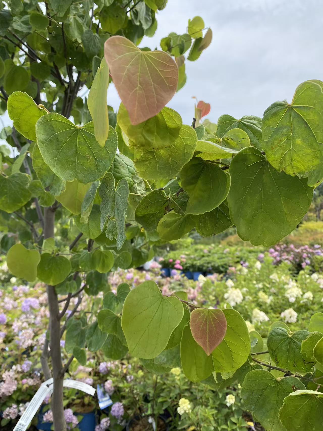 Eastern Redbud Single Stem