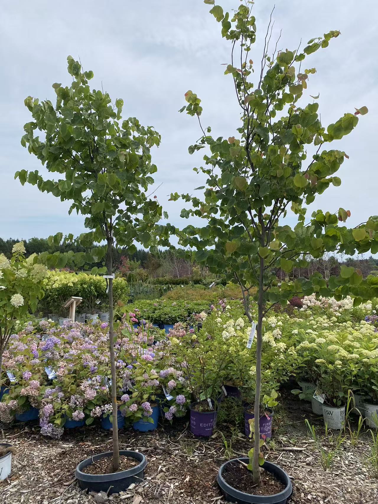 Eastern Redbud Single Stem