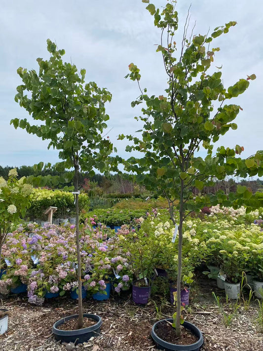 Eastern Redbud Single Stem