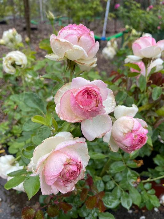 Eden Climber®