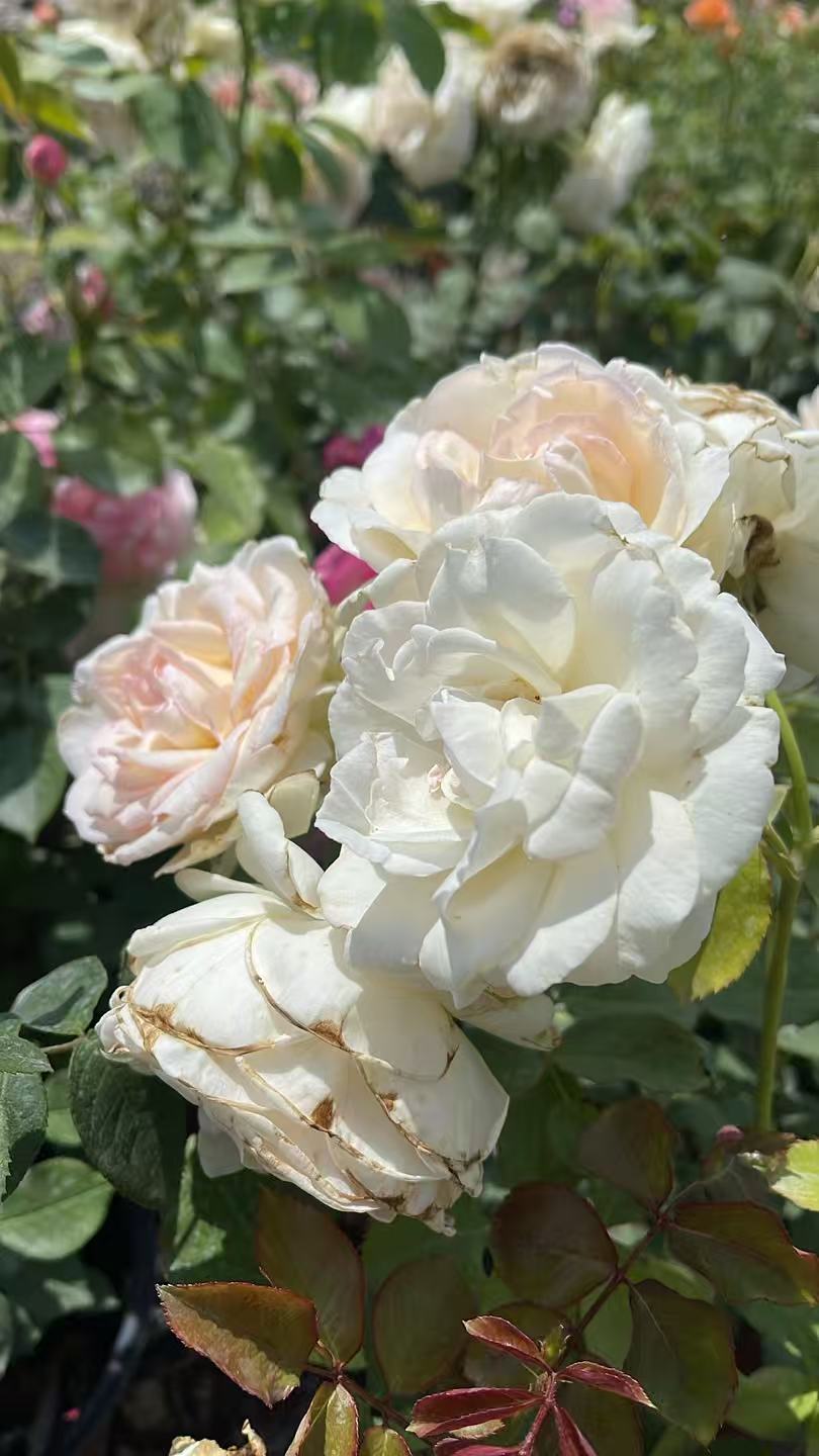 Eden Climber® White