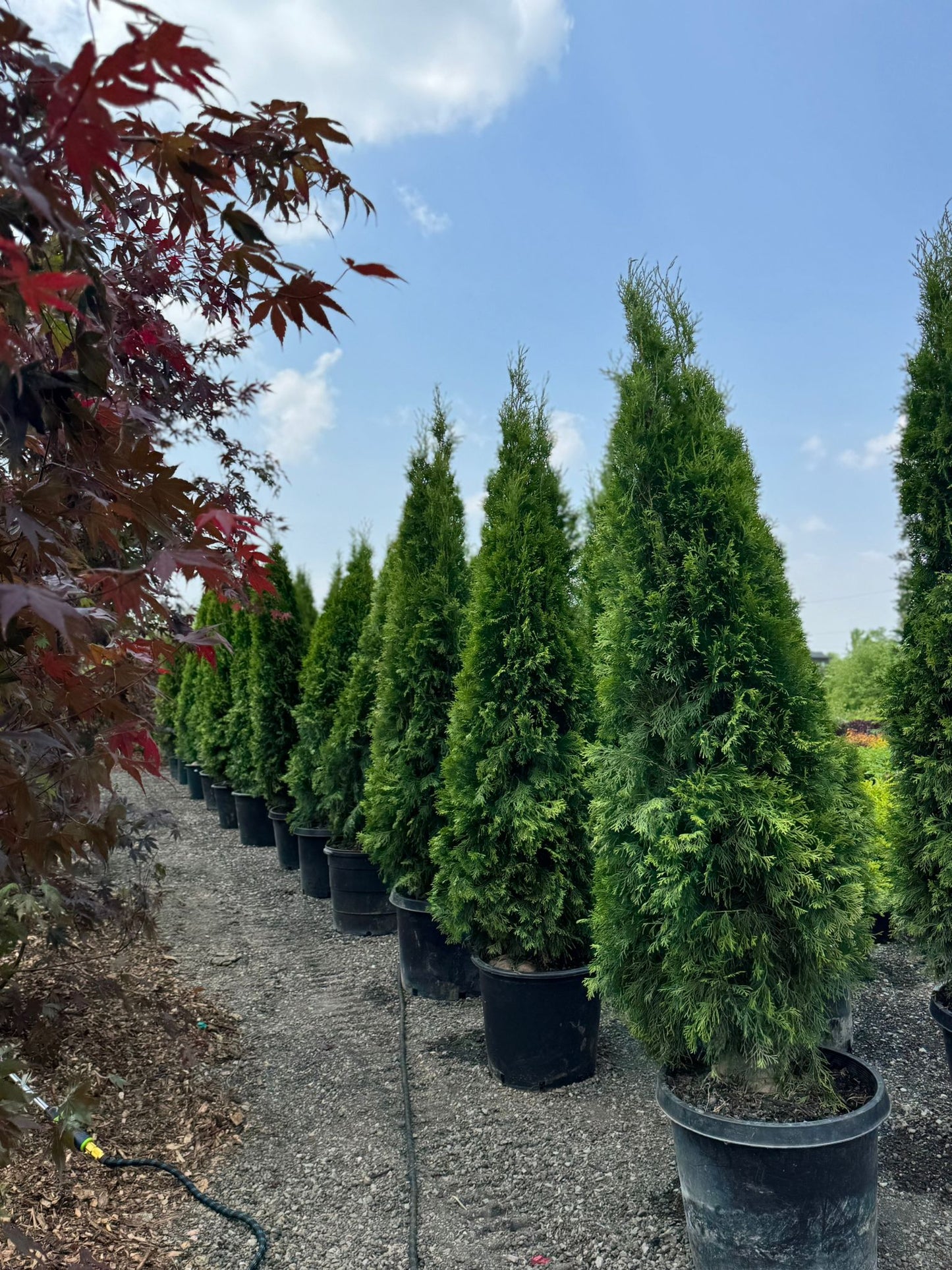 Close up of emerald cedar tree foliage for landscaping