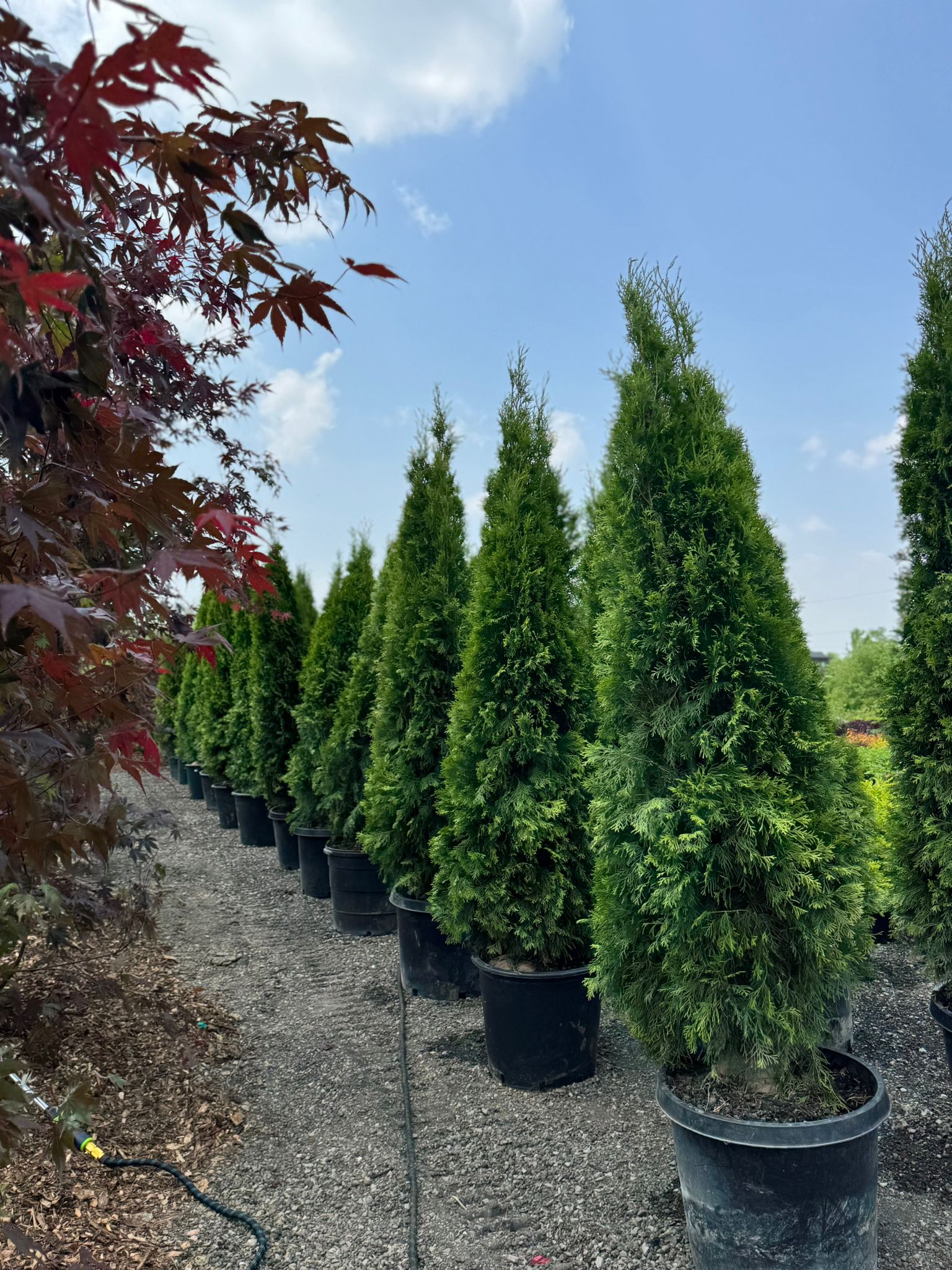 Close up of emerald cedar tree foliage for landscaping