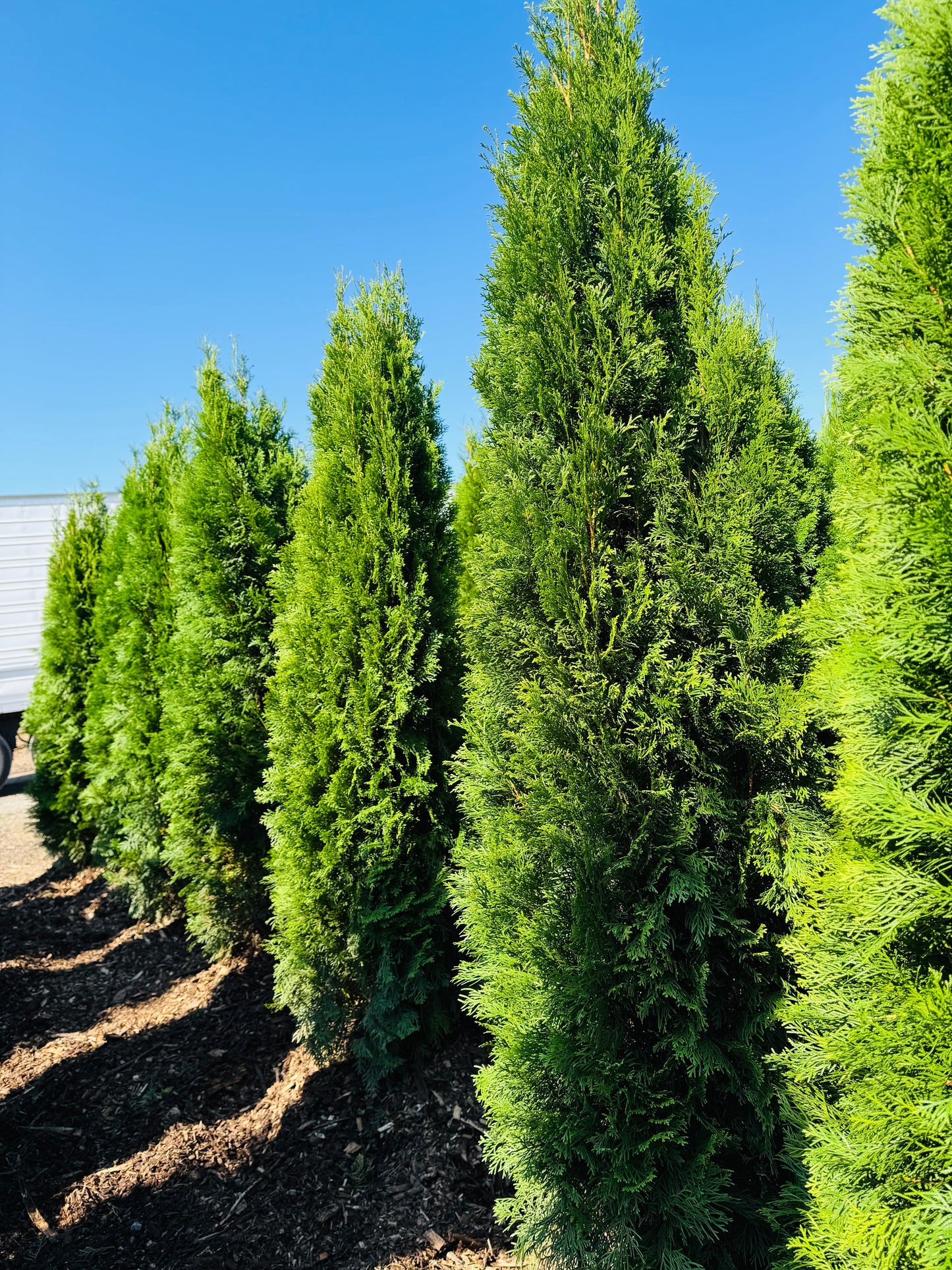 emerald-cedar-nursery-rows