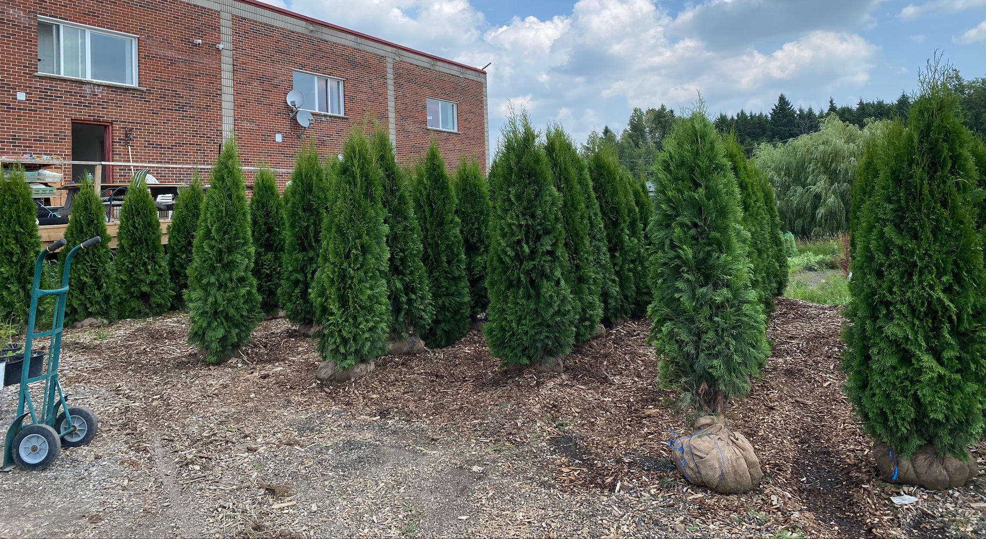 Healthy emerald cedar trees available for landscaping in Ontario