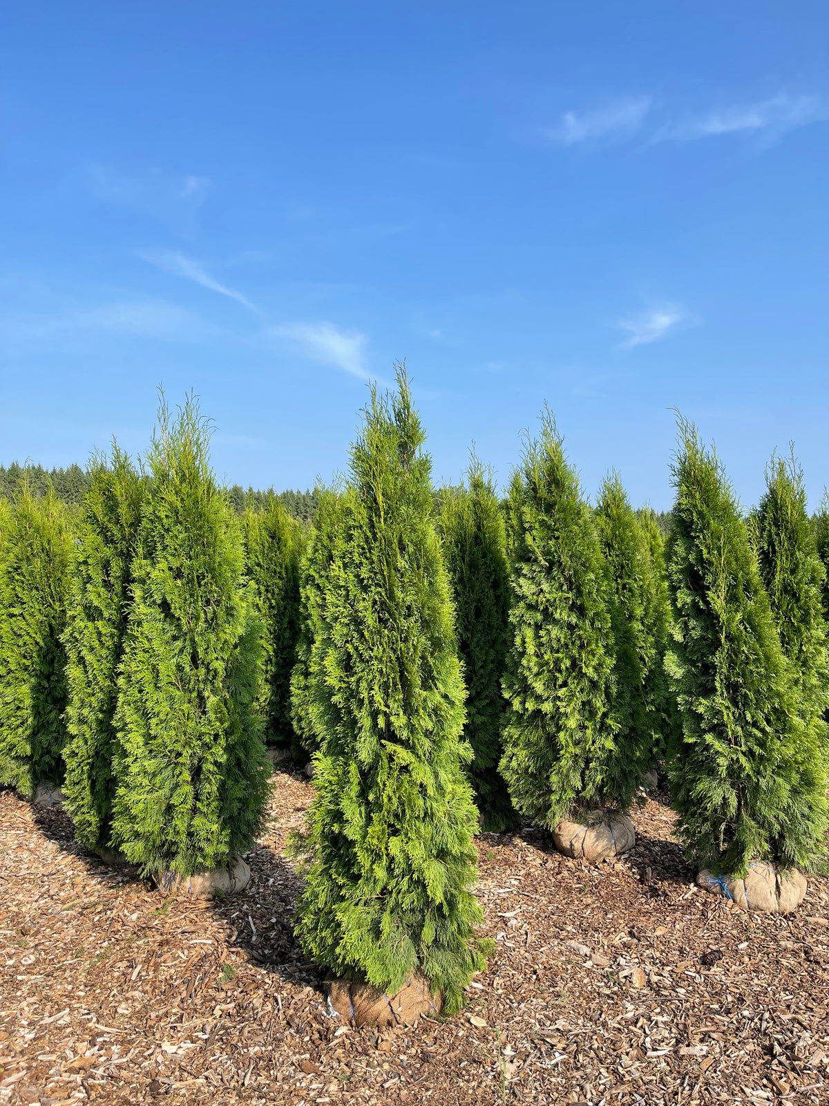 plants along fence for privacy emerald cedars