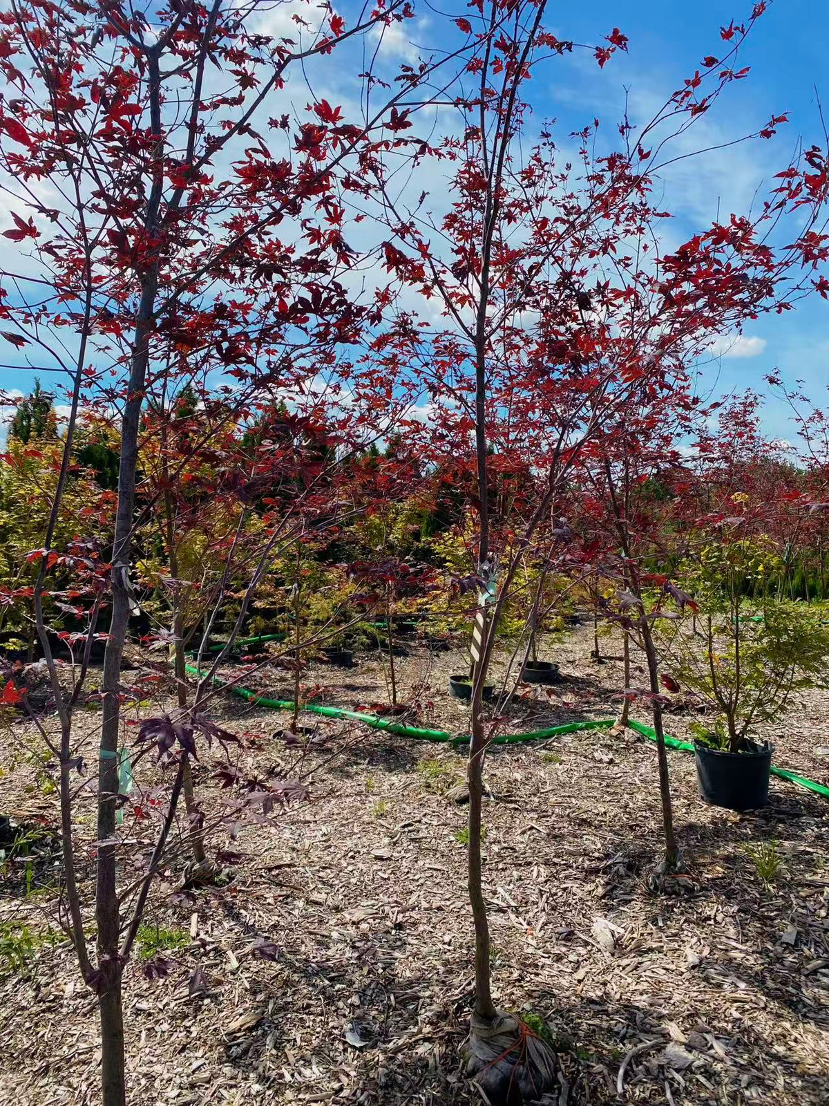 Acer Palmatum 'BloodGood' Multiple Stem