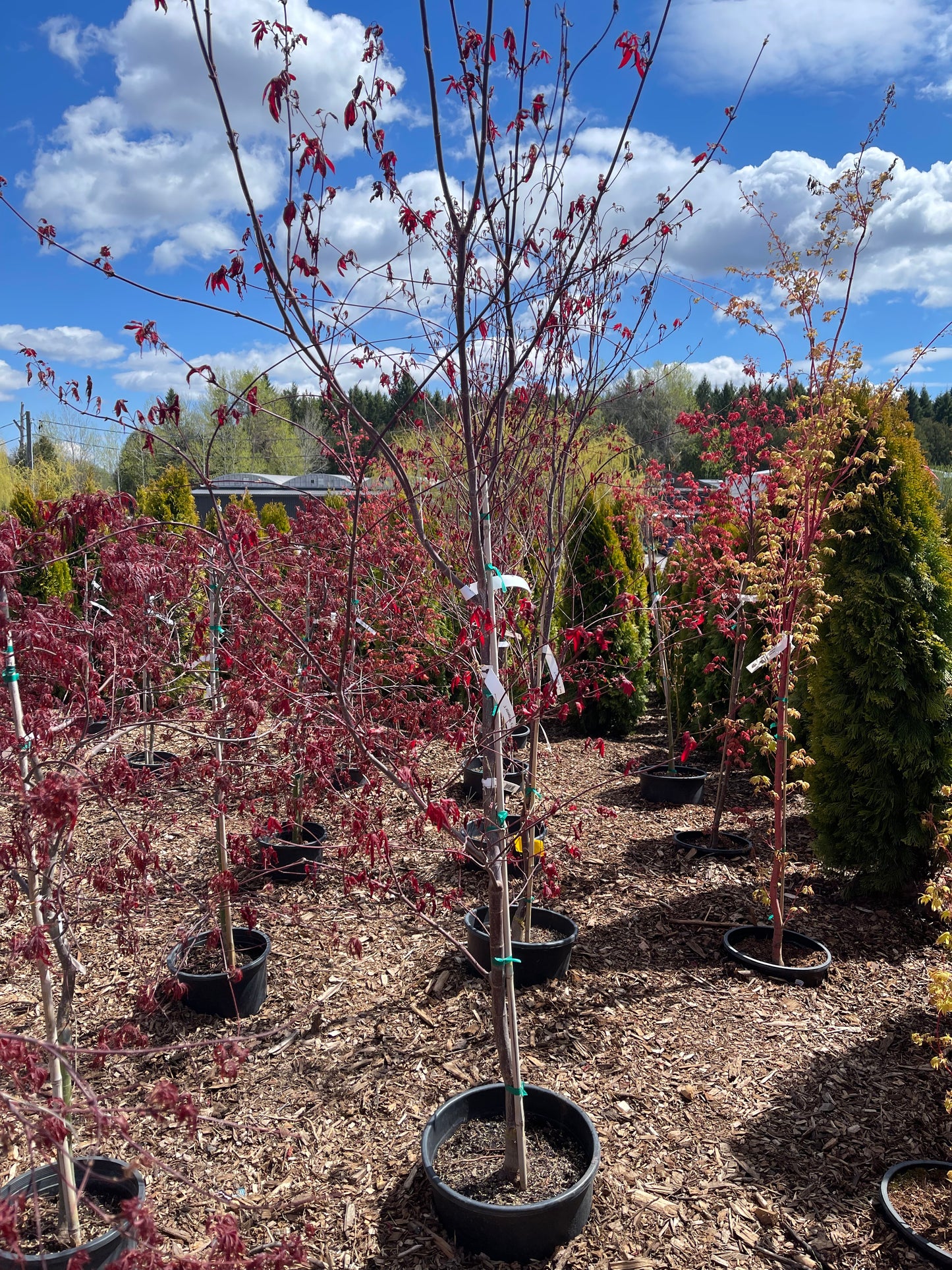 Acer Palmatum 'Emperor 1'