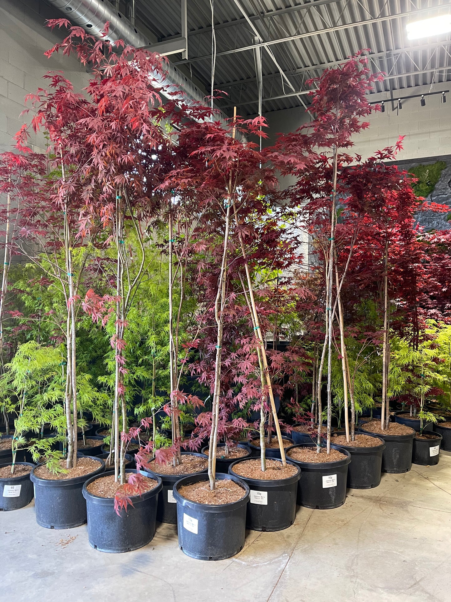 Acer Palmatum 'Emperor 1'