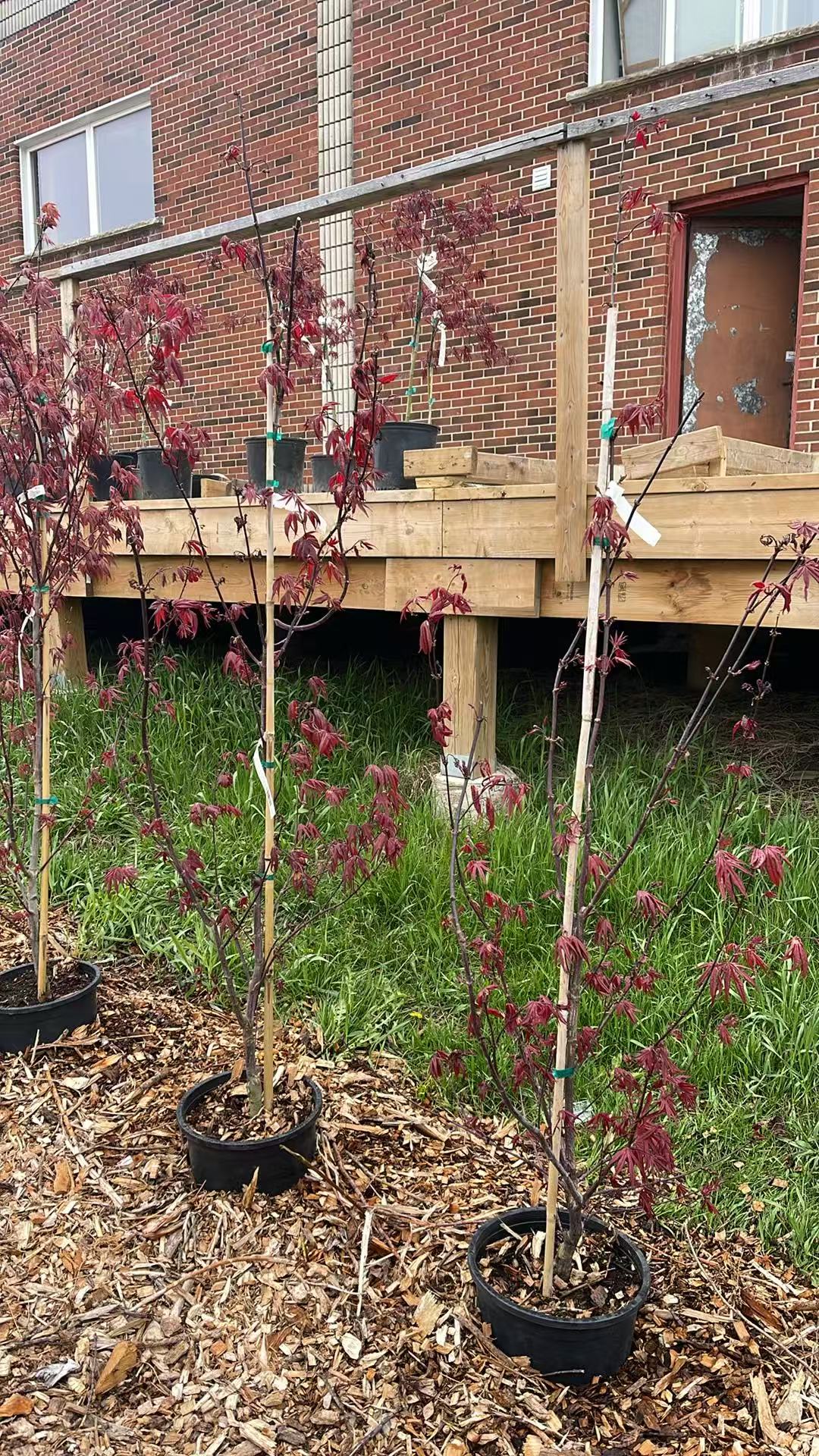 Acer Palmatum 'Emperor 1'