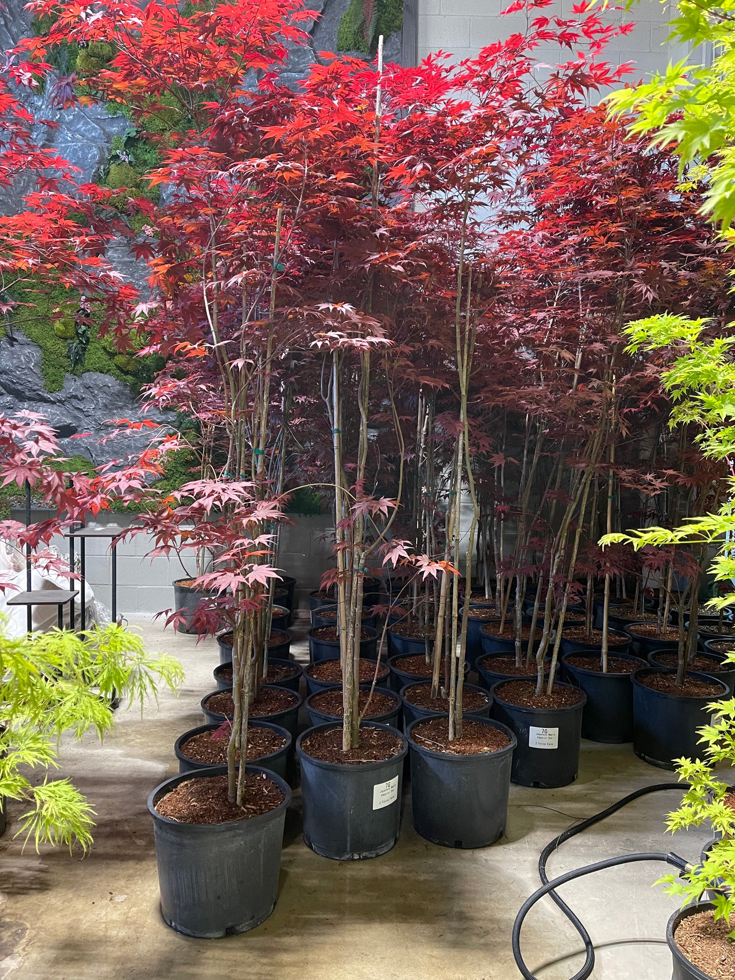 Acer Palmatum 'Emperor 1'