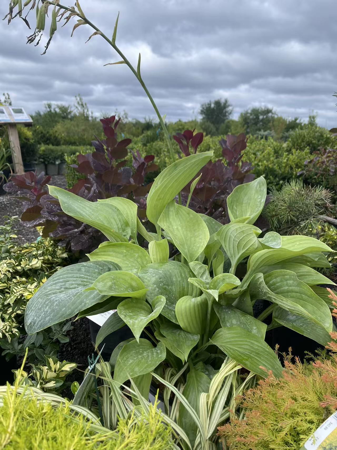Hosta 'Empress Wu'