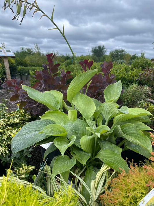 Hosta 'Empress Wu'