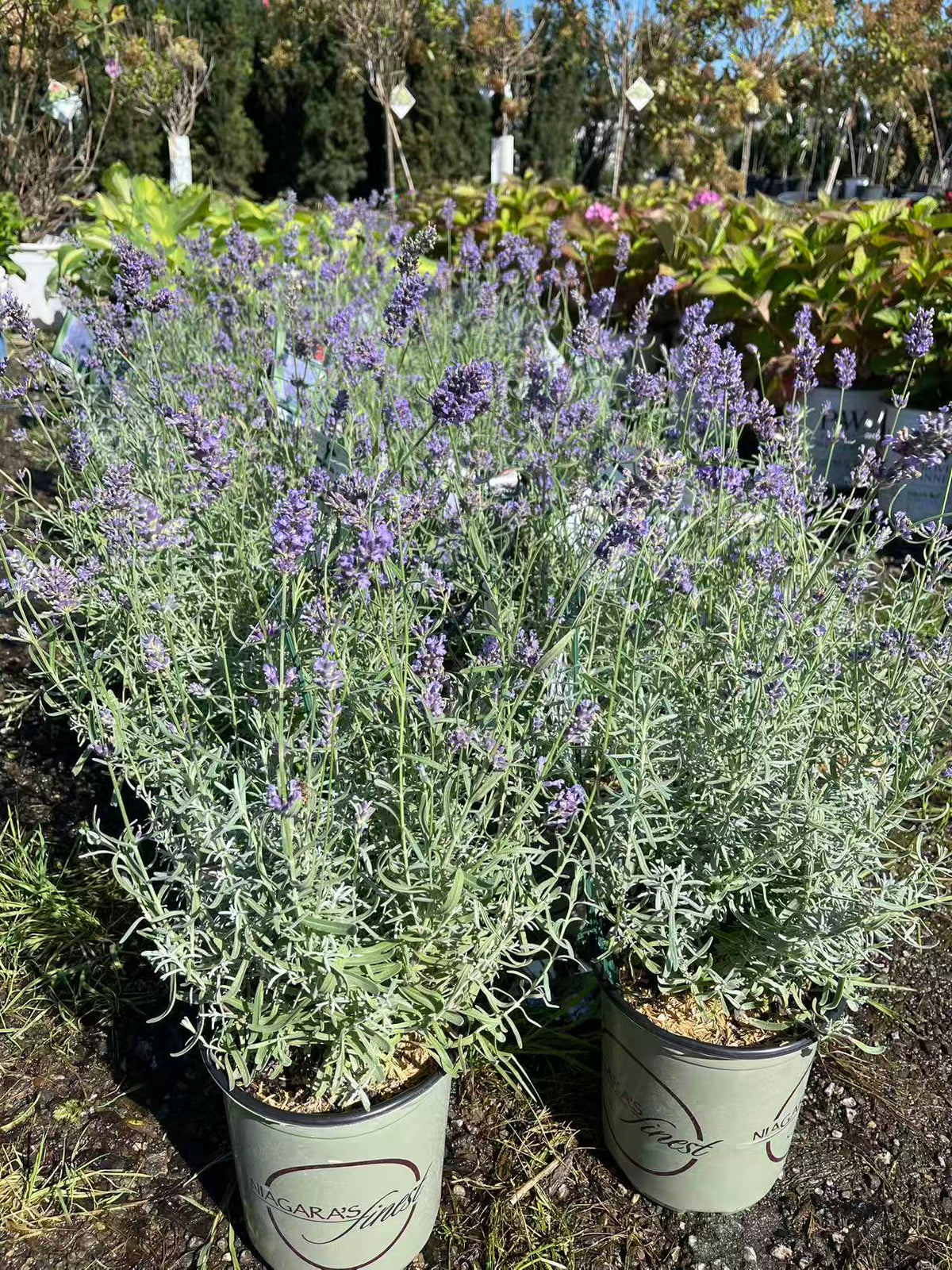 Lavender 'Essence Purple'