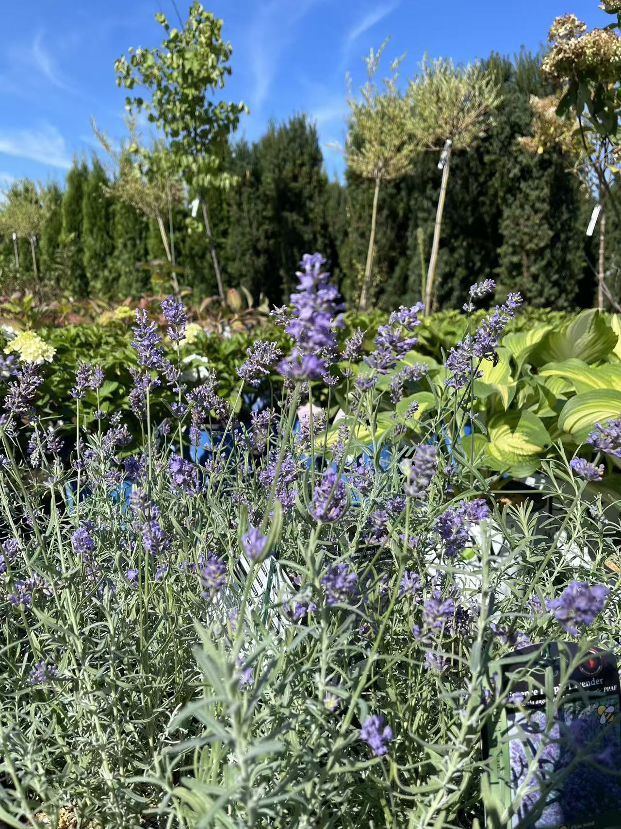 Lavender 'Essence Purple'