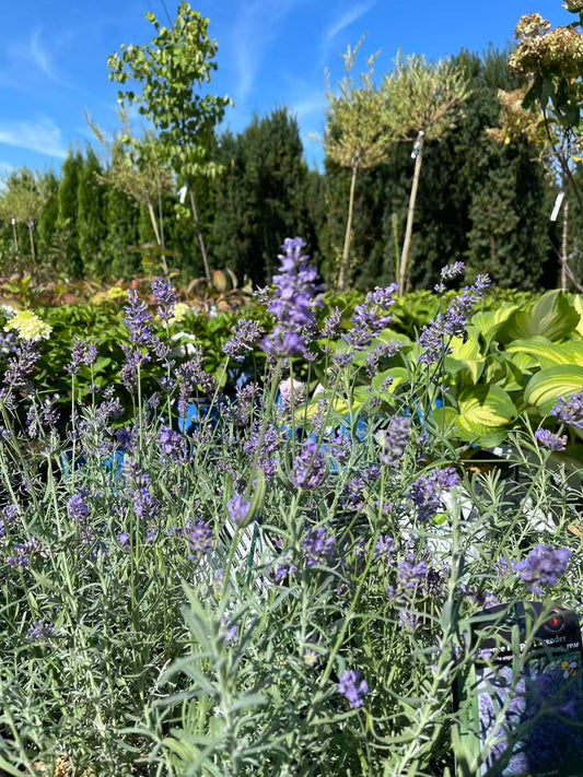Lavender 'Essence Purple'