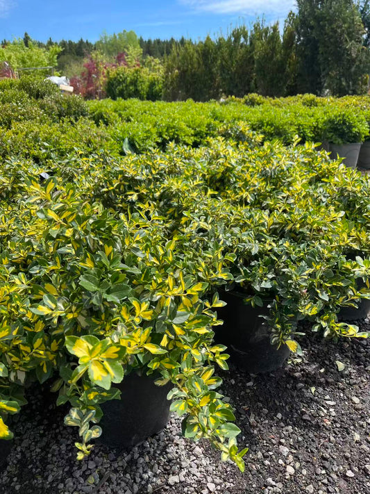 Euonymus fortunei 'Moonshadow'