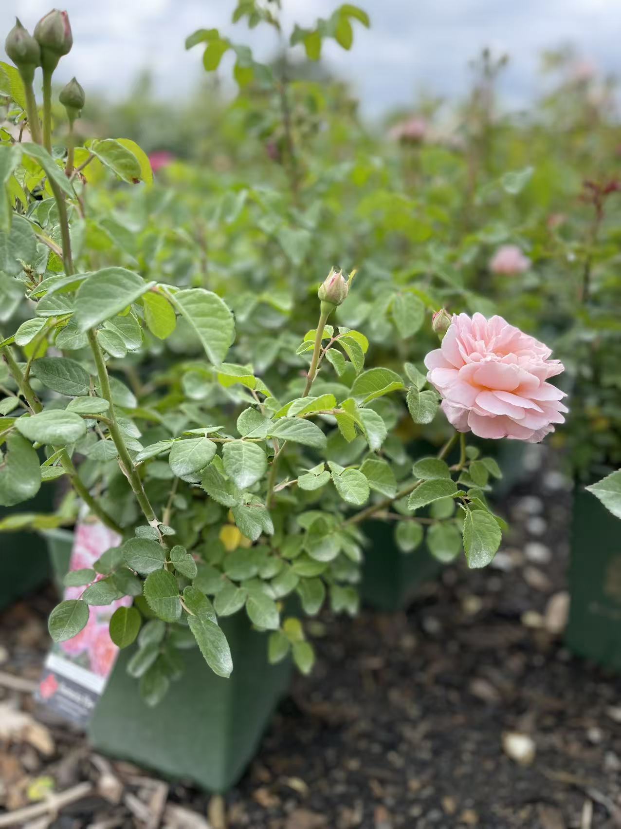 Eustacia Vye David Austin Rose