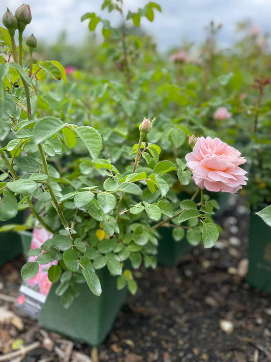 Eustacia Vye David Austin Rose