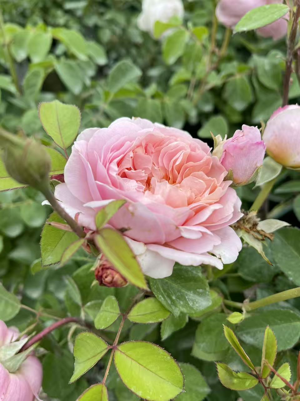 Eustacia Vye David Austin Rose