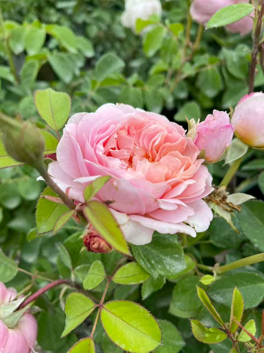 Eustacia Vye David Austin Rose