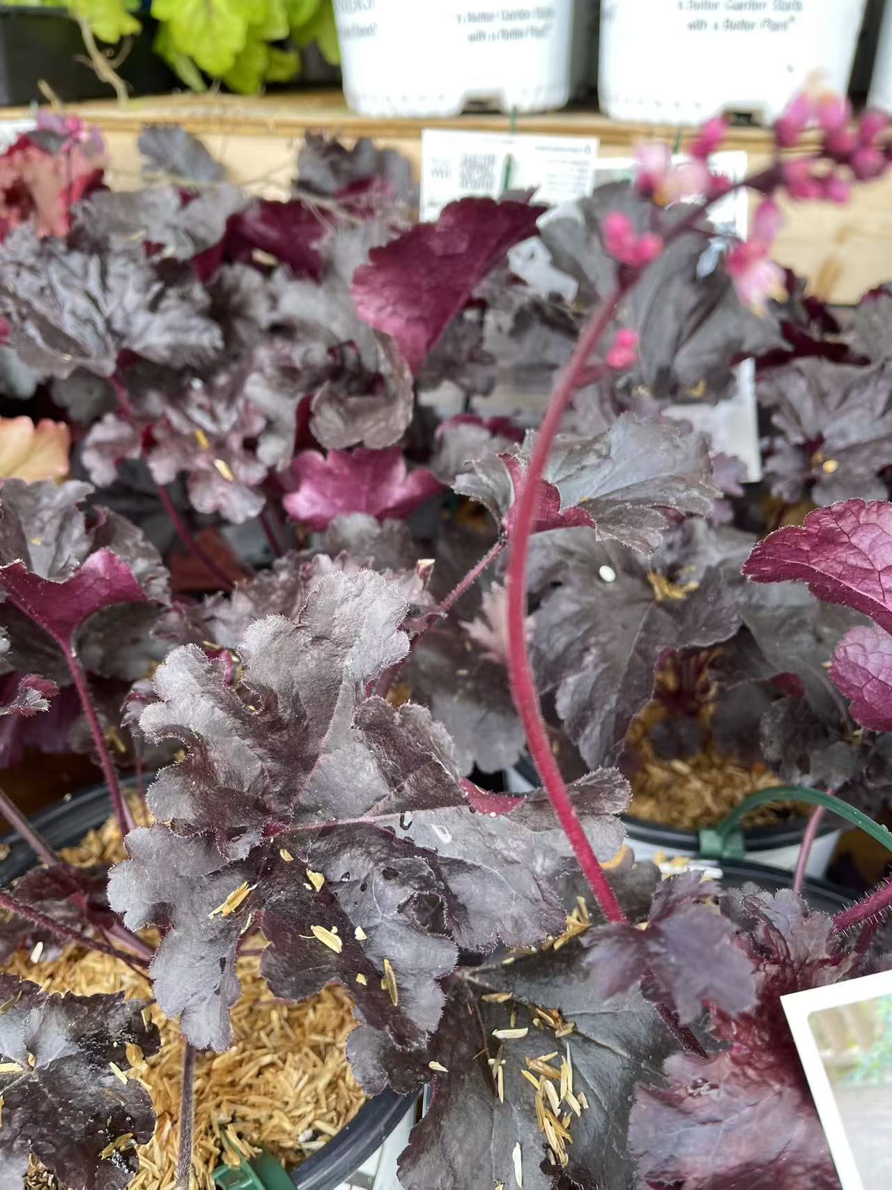 Coral Bells 'Evening Gown' PW