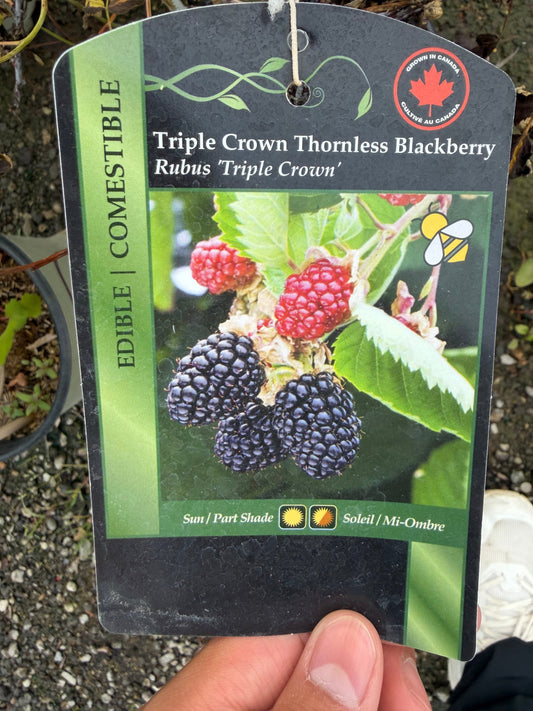 Blackberry 'Triple Crown'