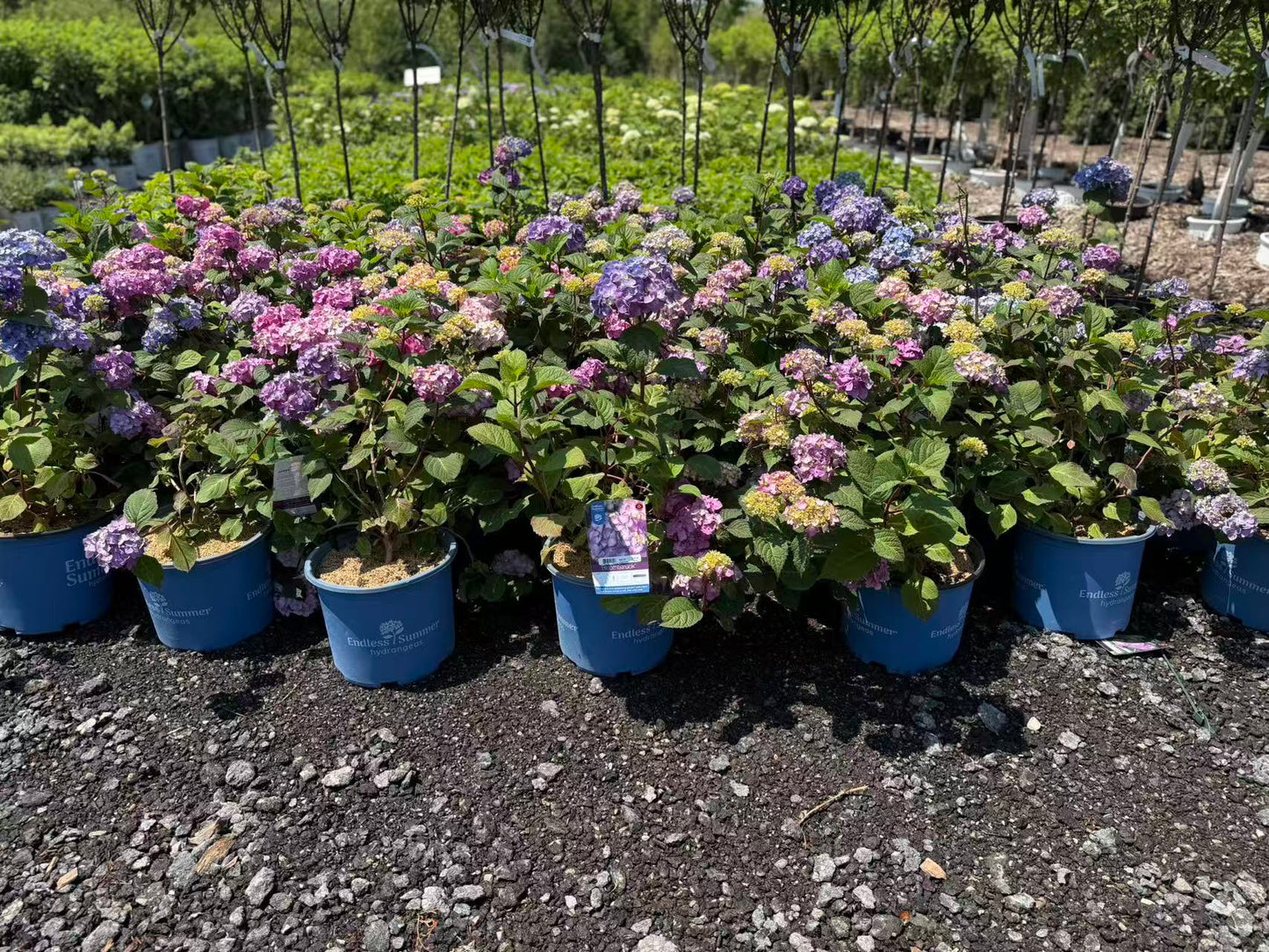 Hydrangea macrophylla Endless Summer 'BloomStruck'