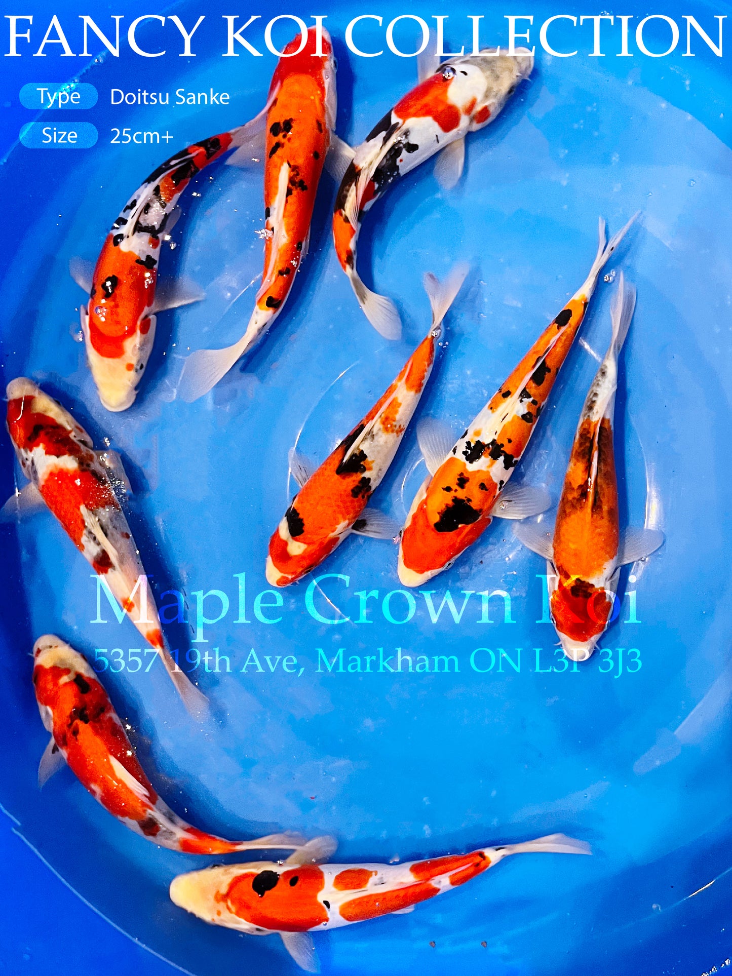 Fancy Koi Doitsu Sanke