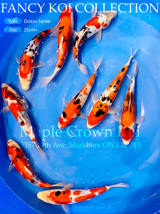 Fancy Koi Doitsu Sanke