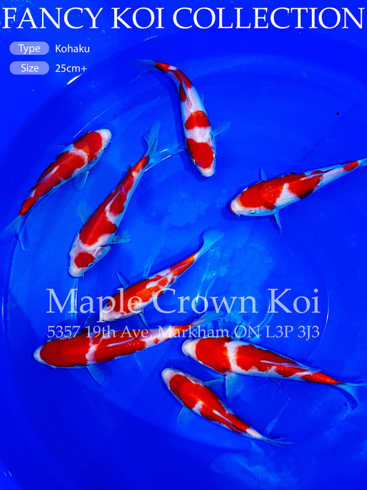 Fancy Koi Kohaku